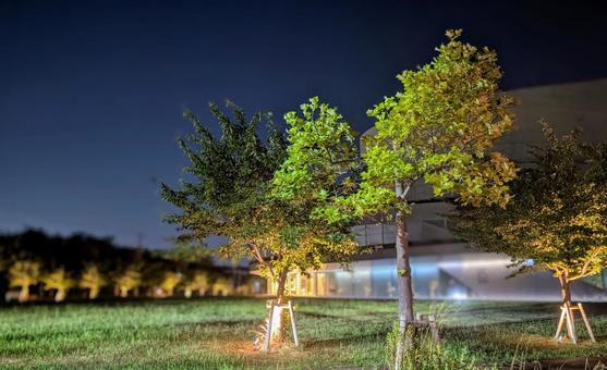 「夜の公園:ライトアップされた木々の輝き 「夜の公園:ライトアップされた木々の輝き 夜,ライトアップ,木の写真素材