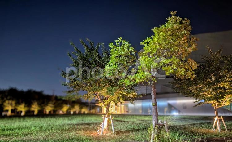 「夜の公園：ライトアップされた木々の輝き 夜,ライトアップ,木の写真素材