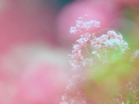 ふんわりした雰囲気のサルスベリ ふんわりした雰囲気のサルスベリ サルスベリ,ピンク色,緑色の写真素材