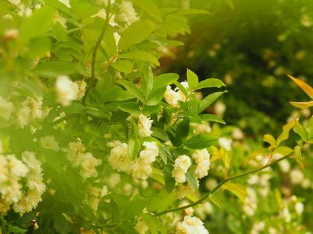 Photo, mochikubara, flower, green, 