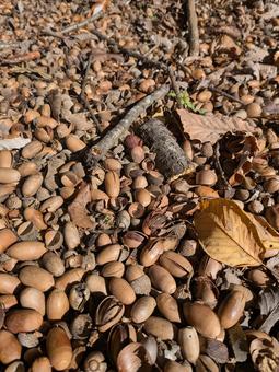 落ちてるどんぐり 秋,公園,秋道の写真素材