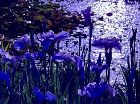夜の堀切菖蒲園 ライトアップされる花菖蒲 夜の堀切菖蒲園 ライトアップされる花菖蒲 堀切菖蒲園,5月,菖蒲の写真素材