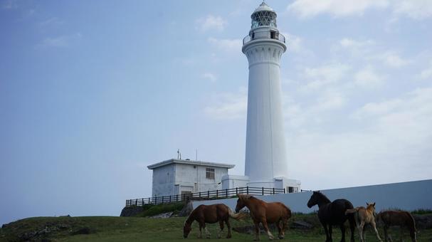 灯台と岬の馬たち 灯台と岬の馬たち 馬,灯台,尻屋崎の写真素材