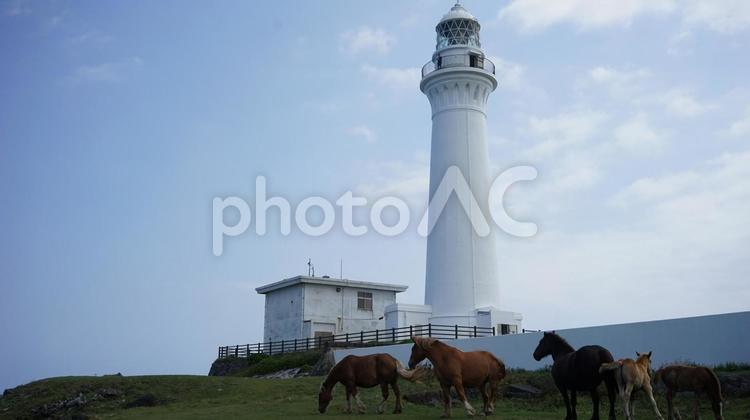 灯台と岬の馬たち 馬,灯台,尻屋崎の写真素材