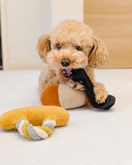 おもちゃで遊ぶトイプードル 犬,オモチャ,おもちゃの写真素材