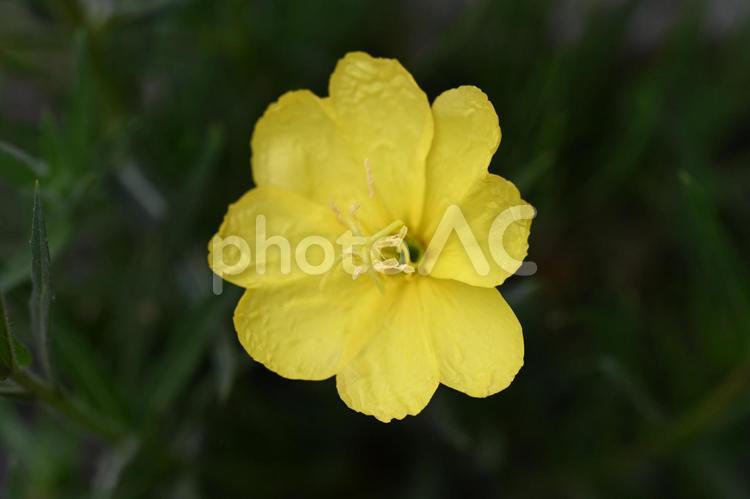 家の庭に咲いた待宵草の花 自然,春,小さいの写真素材