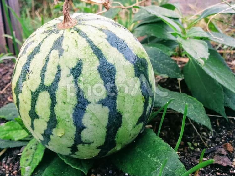 実　スイカ　すいか　西瓜　果実　フルーツ　どっしりしたもの　かさばるもの　2 秋,夏,実の写真素材