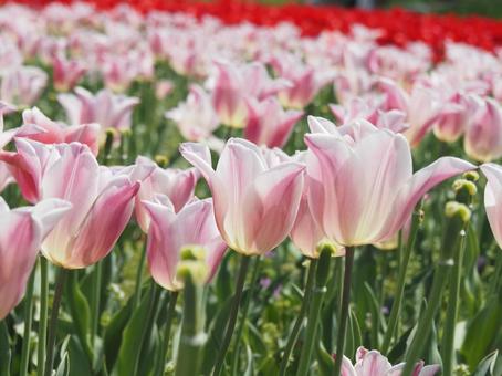 Photo, tulip, lare, spring, 