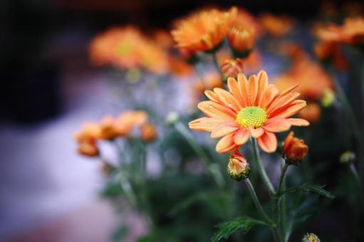 オレンジ色の菊の花 オレンジ色の菊の花 花,菊,秋の写真素材
