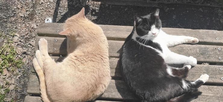 猫日向ぼっこ2 猫日向ぼっこ2の写真