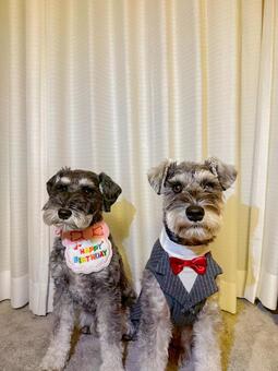 誕生日のワンコたち ミニチュア,ミニシュナ,犬の写真素材