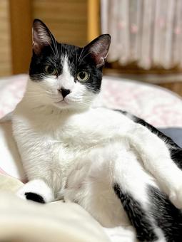 くつろぐ猫 ハチワレ くつろぐ猫 ハチワレ 猫,ハチワレ,ペットの写真素材