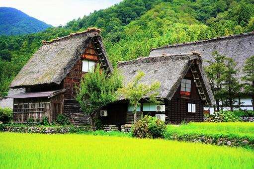 夏の白川郷 世界遺産・合掌造り集落 白川郷,合掌造り,世界遺産の写真素材