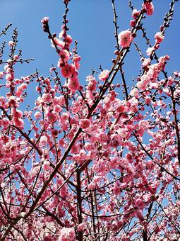 梅の花 梅の花,梅,空の写真素材