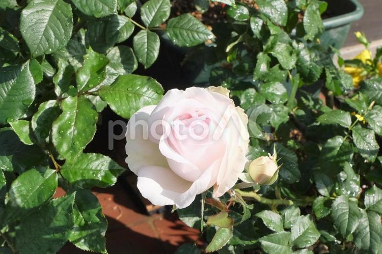 玄関のバラの鉢植え（一番花）01 バラ,薔薇,鉢植えの写真素材