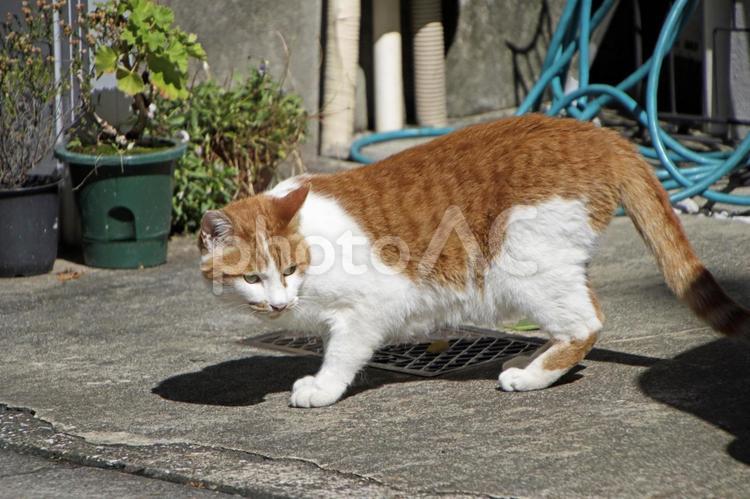 カリカリを食べようか迷っている猫 路地,散歩,初夏の写真素材
