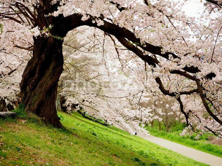 春爛漫 背割堤桜並木 サクラ,桜並木,春の写真素材