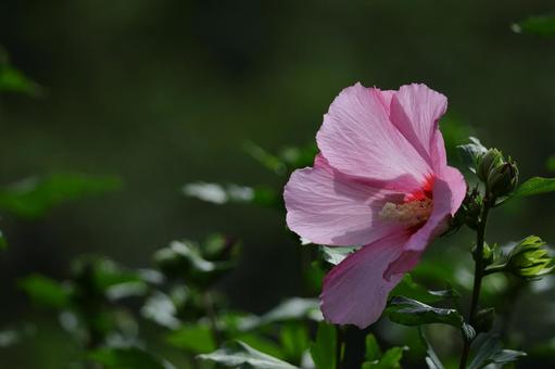 夏の茶室を彩る 夏の茶室を彩るの写真