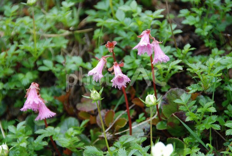 高山植物　コイワカガミ　中央アルプス駒ヶ岳 コイワカガミ,駒ヶ岳,高山植物の写真素材