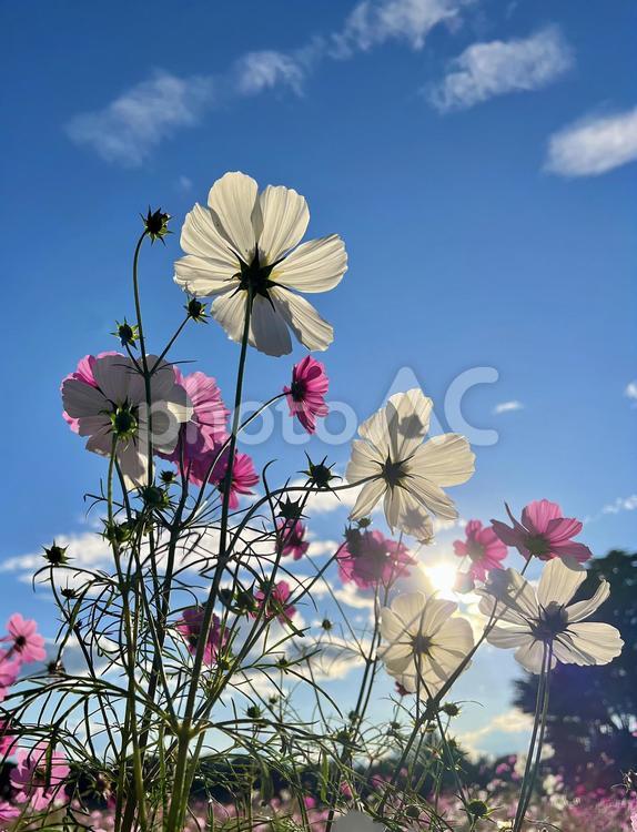 コスモスと青空 コスモス,秋,空の写真素材