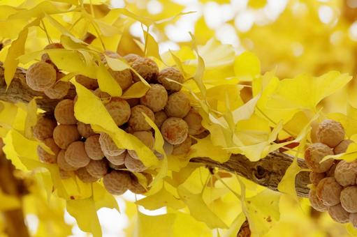 イチョウと銀杏 イチョウ,銀杏,紅葉の写真素材