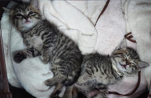 子猫のお昼寝、Vの字 子猫のお昼寝、Vの字 動物,ペット,もふもふの写真素材