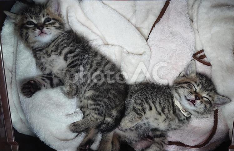 子猫のお昼寝、Ｖの字 動物,ペット,もふもふの写真素材