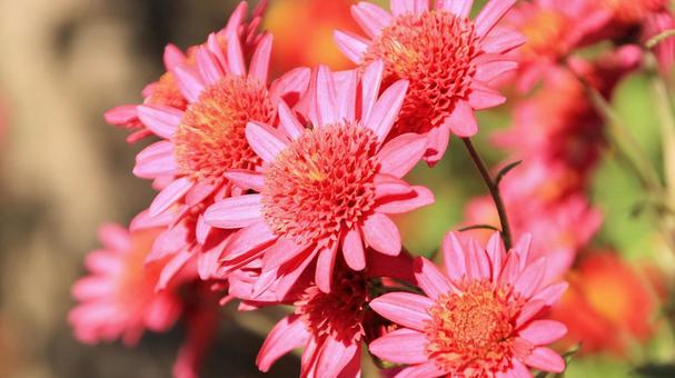 楽寿園の菊まつりにて 菊,秋,花の写真素材
