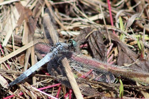 トンボの写真