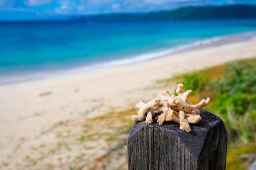 青い海と珊瑚 青い海と珊瑚の写真