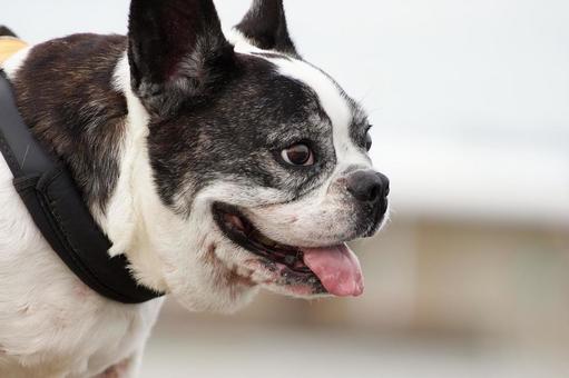 犬のポートレート 犬,フレンチブルドッグ,小型犬の写真素材