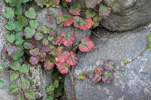 ツタの紅葉の写真