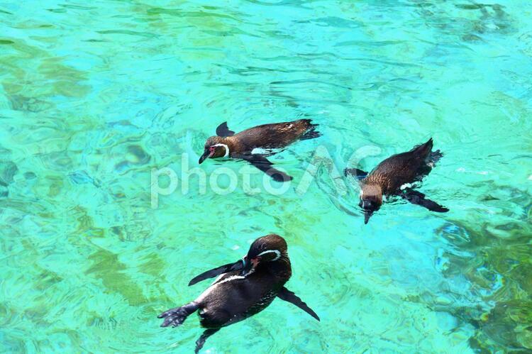 気持ち良さそうに泳ぐペンギン 泳ぐペンギン,ペンギン,ぺんぎんの写真素材
