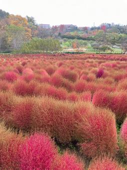 群生するコキア3 群生するコキア3の写真