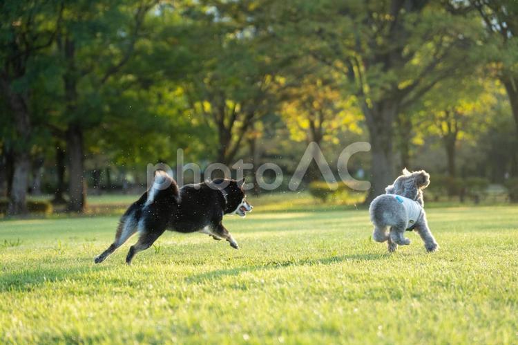 夏の公園で遊ぶトイプードルと柴犬 トイプードル,トイプー,夏の写真素材