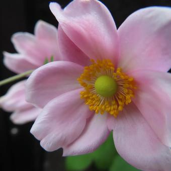 シュウメイギク（秋明菊） シュウメイギク,秋明菊,花の写真素材