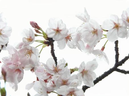 さくら空の写真