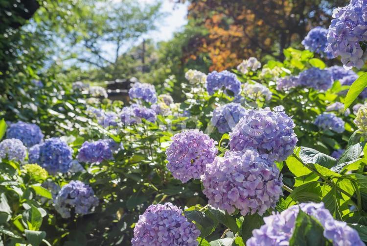 アジサイの群生　矢田寺 紫陽花,あじさい,花の写真素材