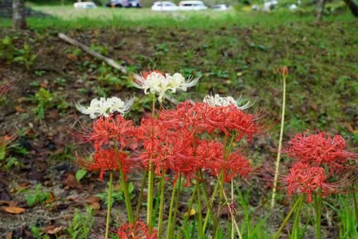 曼殊沙華 曼殊沙華の写真