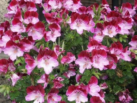 Geranium blooming scenery, JPG