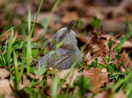 地面を歩くヒヨドリ 地面を歩くヒヨドリの写真
