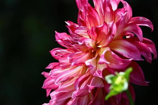 色鮮やかな大輪 色鮮やかな大輪 ダリア,花,キク科の植物の写真素材