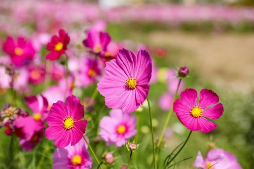 コスモス畑 コスモス,コスモス園,コスモス畑の写真素材