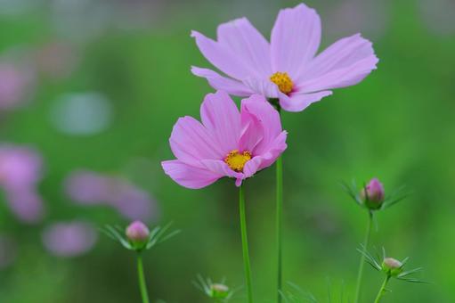 コスモスの花園-3 コスモスの花園-3の写真