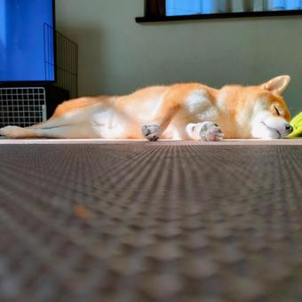 日向を見つけて日向ぼっこする柴犬！ 犬,柴犬,シバの写真素材