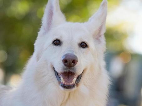 犬のポートレート 犬,ホワイトシェパード,大型犬の写真素材