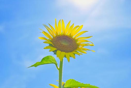 ひまわりと太陽 ひまわりと太陽の写真