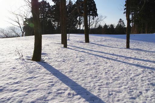 雪原と木 雪原と木 雪,雪原,冬の写真素材