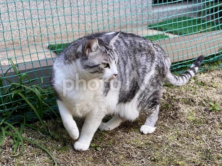 外を歩くサバ白猫さま 猫,可愛い,サバシロの写真素材