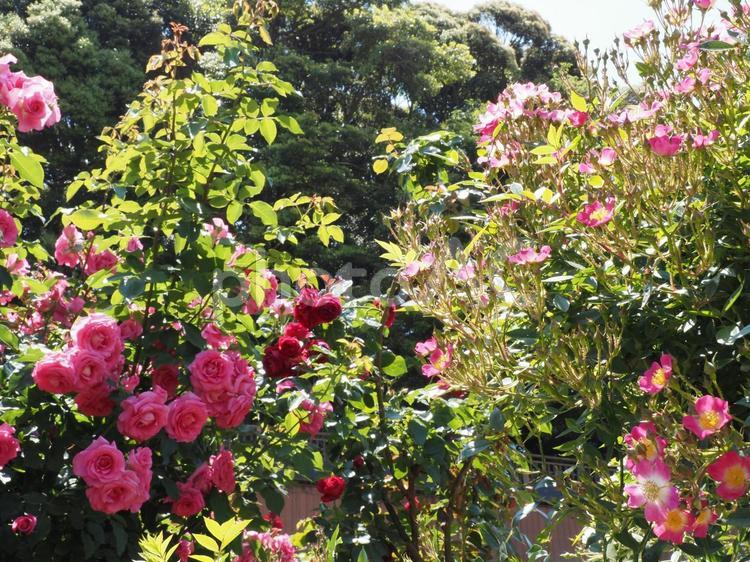薔薇 薔薇,ローズ,薔薇の花の写真素材